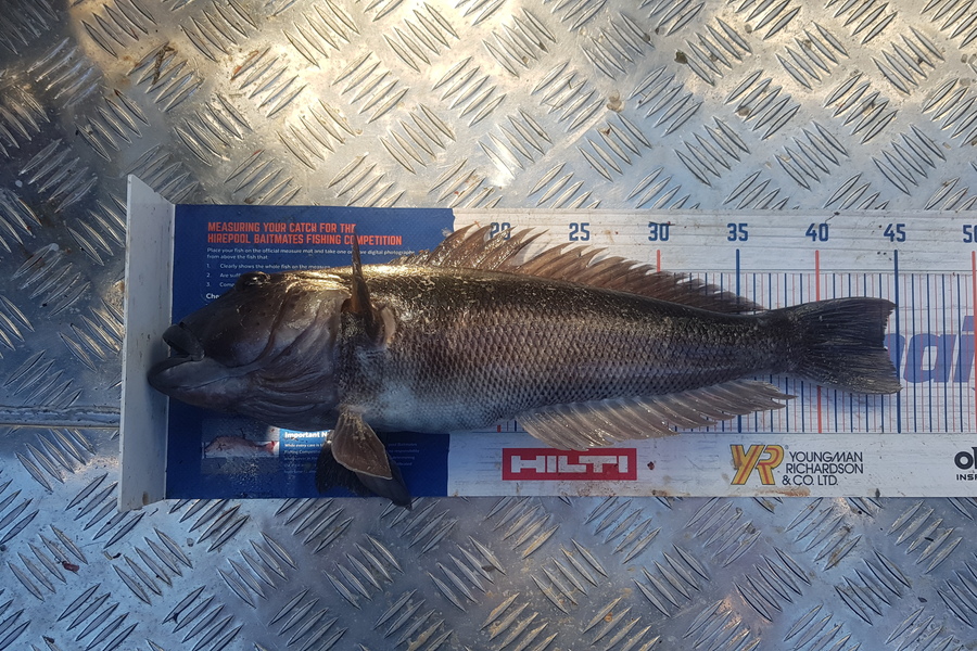 Steve  Garron caught this 44.0cm Blue Cod at Foveaux straight during The Hirepool Baitmates Fishing Comp