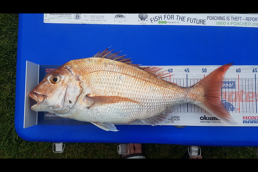 Andrew Martin caught this 54cm Snapper at Kapiti during The Hirepool Baitmates Fishing Comp