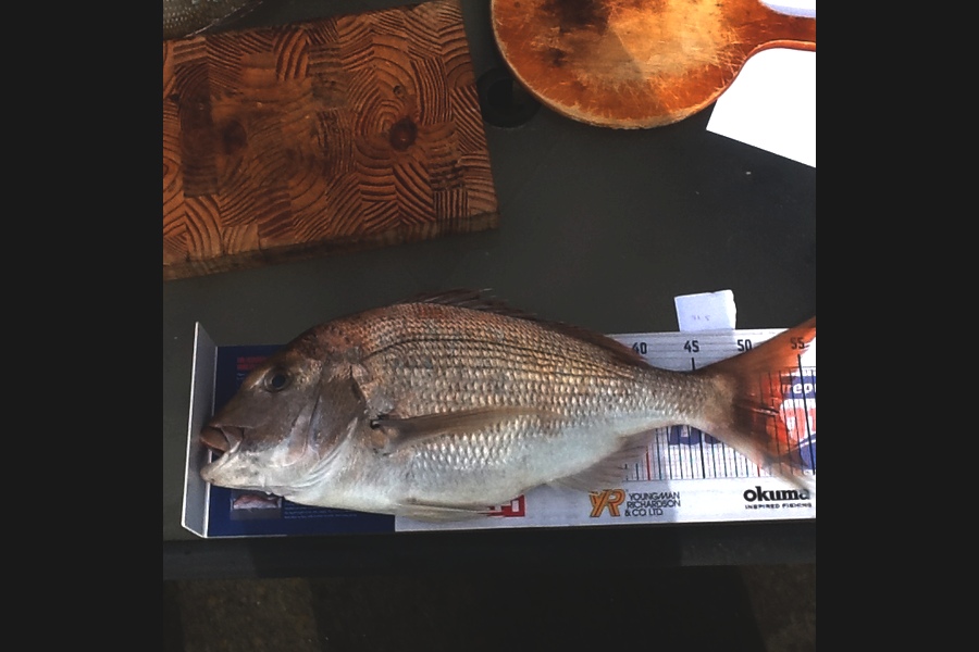 Barbara Wisnewski caught this 52.5cm Snapper at Kaipara Harbour during The Hirepool Baitmates Fishing Comp