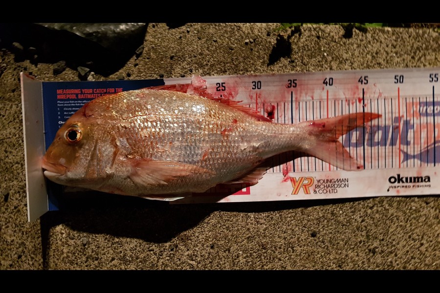 Phillip  Perry caught this 41.0cm Snapper at Chamberlins Island during The Hirepool Baitmates Fishing Comp