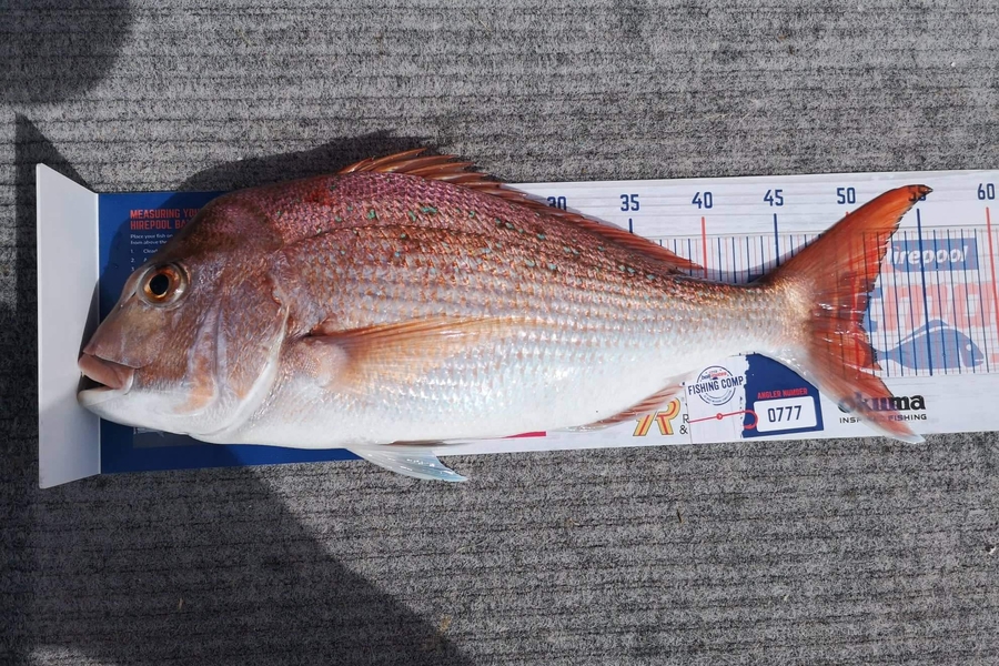 Sally Whitelaw caught this 50cm Snapper at Coromandel Harbour during The Hirepool Baitmates Fishing Comp