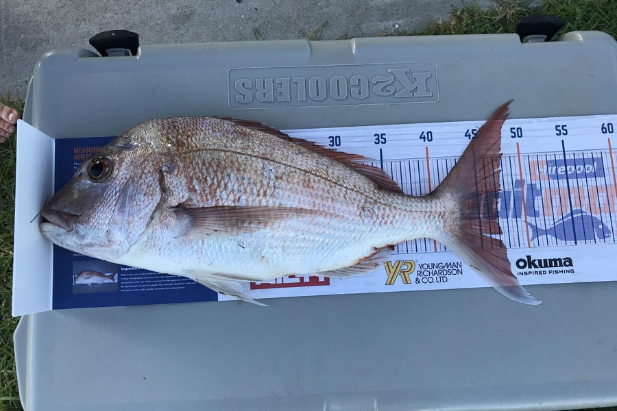 Fred Petersen  caught this 47.0cm Snapper at Tokerau Beach during The Hirepool Baitmates Fishing Comp