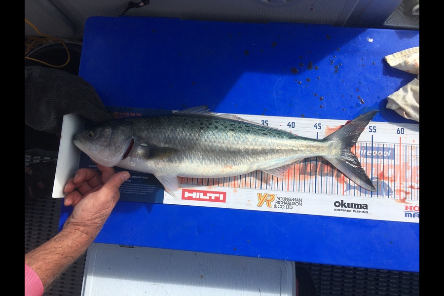 Neels Erasmus caught this 51.0cm Kahawai at Whangamata during The Hirepool Baitmates Fishing Comp