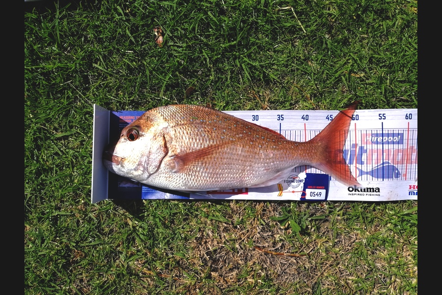 Mohi Wild caught this 47.5cm Snapper at Bay of Islands  during The Hirepool Baitmates Fishing Comp
