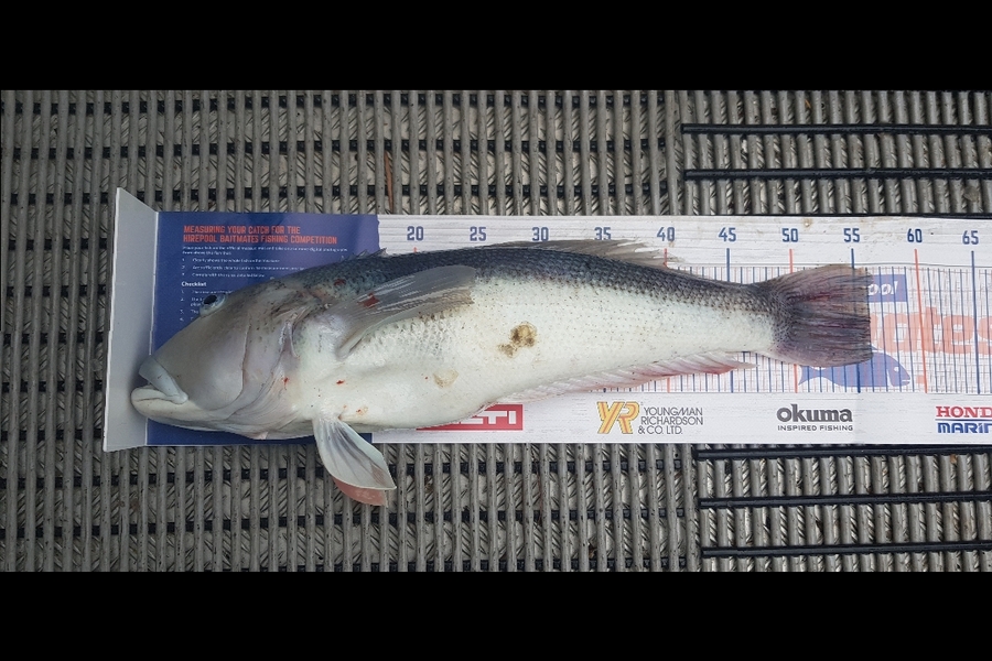 Chris Birch caught this 56.0cm Blue Cod at Dunedin  during The Hirepool Baitmates Fishing Comp