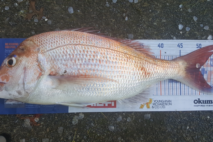 Dan Musson caught this 50.0cm Snapper at Welly west coast during The Hirepool Baitmates Fishing Comp