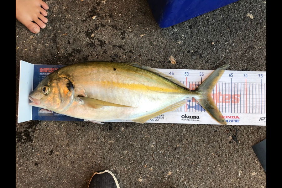 Elliot Gordon caught this 58cm Trevally at Tauranga during The Hirepool Baitmates Fishing Comp
