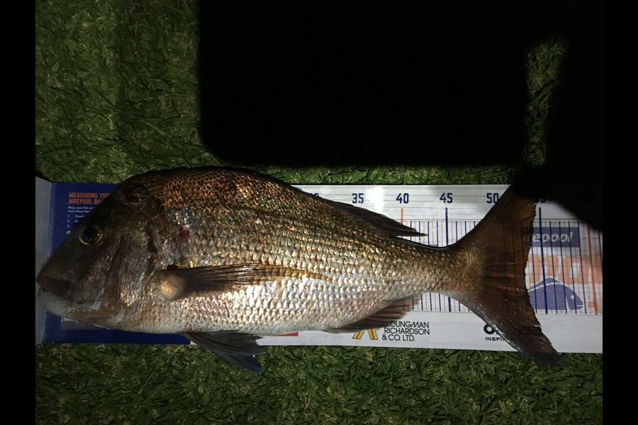 Daryl Bryant caught this 53.0cm Snapper at Tauranga Bay during The Hirepool Baitmates Fishing Comp