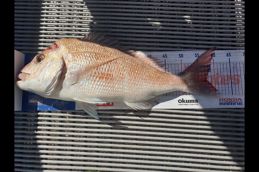 Richard Gardiner caught this 57.5cm Snapper at Coromandel during The Hirepool Baitmates Fishing Comp