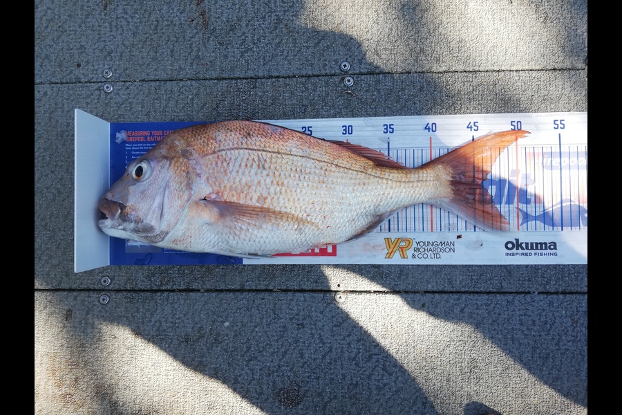 Raymond Edwards caught this 45.5cm Snapper at Kaiaua during The Hirepool Baitmates Fishing Comp