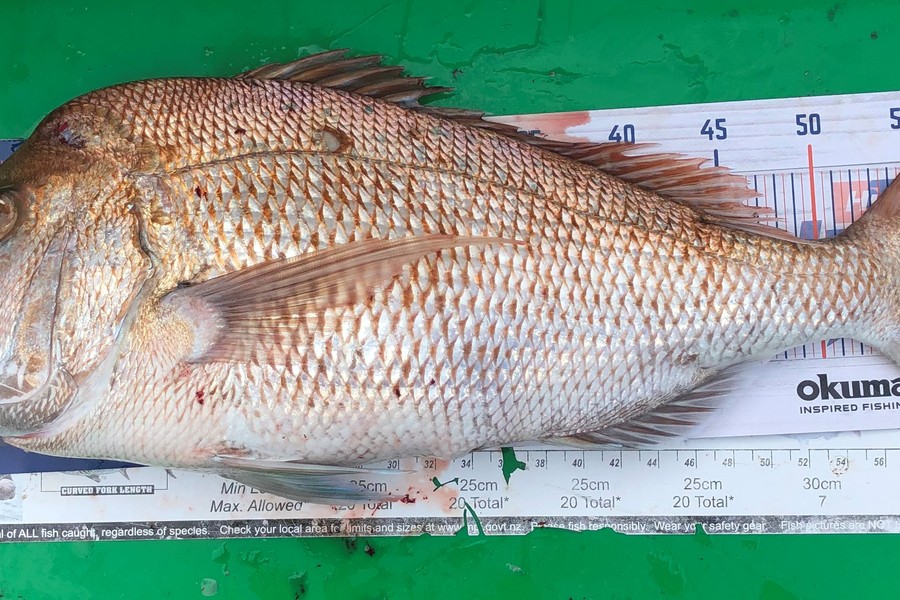 John Ra caught this 60.0cm Snapper at Coro Farms during The Hirepool Baitmates Fishing Comp