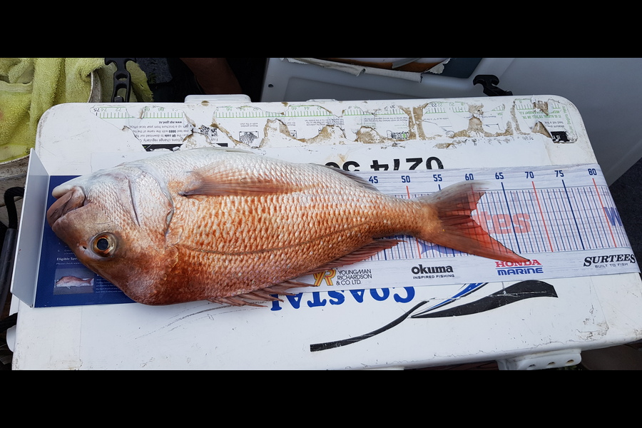 Fred Pou caught this 58.5cm Snapper at Kaiaua during The Hirepool Baitmates Fishing Comp