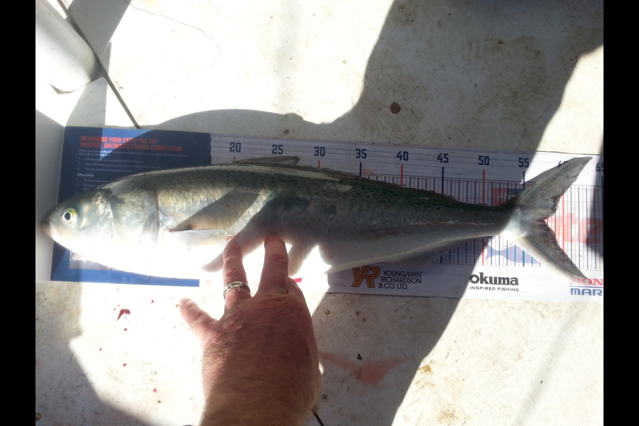 Dean McNamara caught this 57.5cm Kahawai at Tasman Bay during The Hirepool Baitmates Fishing Comp