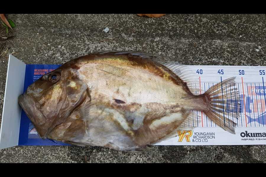 Rudee Lim caught this 49.0cm John Dory at East coast bay during The Hirepool Baitmates Fishing Comp