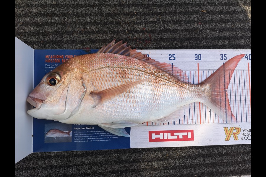 Cathy Pearton caught this 35.0cm Snapper at Waiheke during The Hirepool Baitmates Fishing Comp