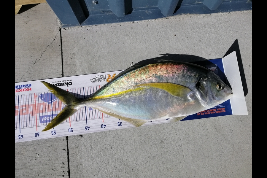Bryce  Millar caught this 50.5cm Trevally at Rangiputa during The Hirepool Baitmates Fishing Comp
