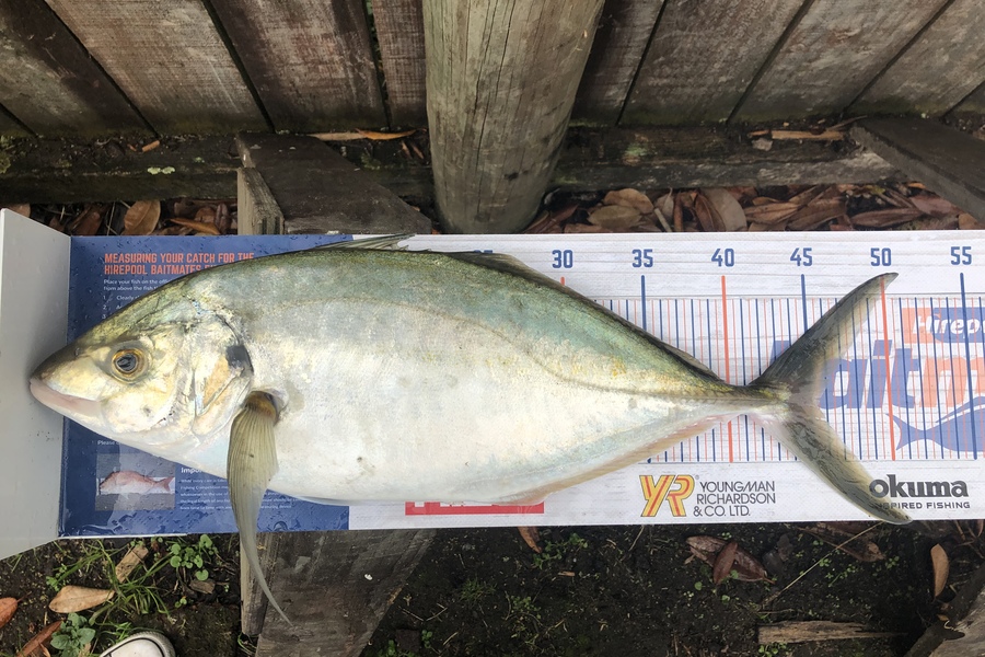 Karl Nelson caught this 45.0cm Trevally at BOP  during The Hirepool Baitmates Fishing Comp