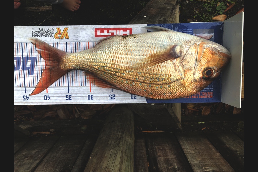 Karl Nelson caught this 40.0cm Snapper at BOP during The Hirepool Baitmates Fishing Comp