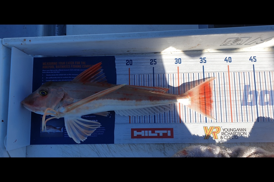 Leigh Tuuta caught this 36.0cm Gurnard at Marlborough during The Hirepool Baitmates Fishing Comp