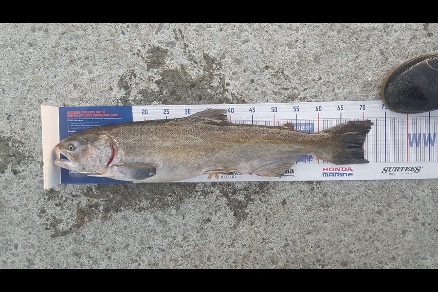 Caleb  Taiulu caught this 70.0cm Salmon at Tentburn during The Hirepool Baitmates Fishing Comp