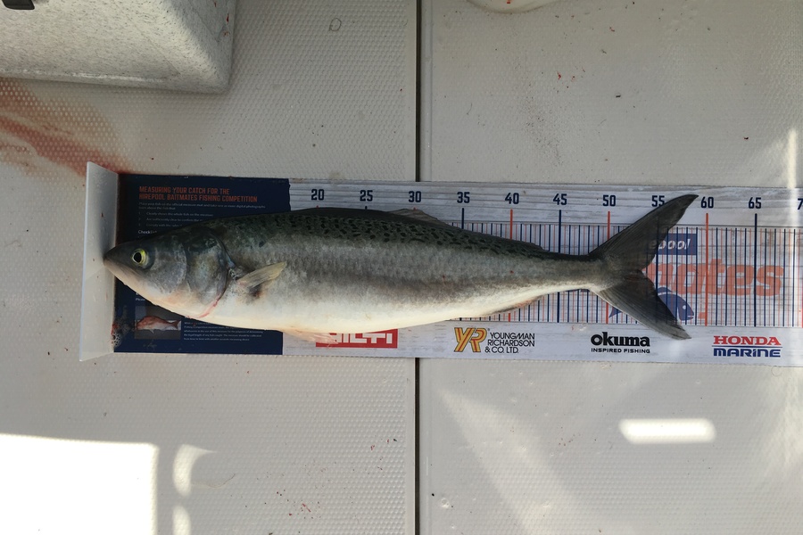 David Ross caught this 53.0cm Kahawai at Hauraki Gulf  during The Hirepool Baitmates Fishing Comp