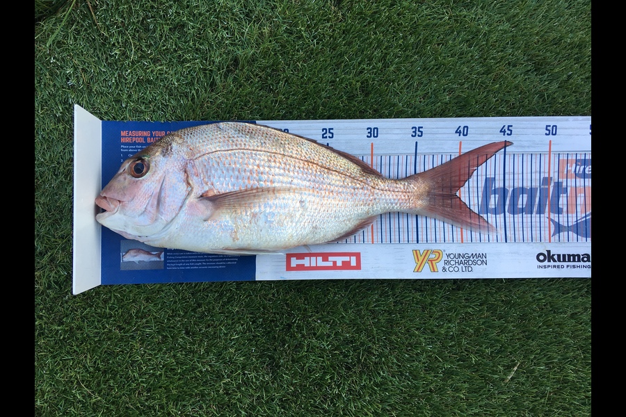 Chanelle McLennan caught this 39.5cm Snapper at Motiti Island during The Hirepool Baitmates Fishing Comp