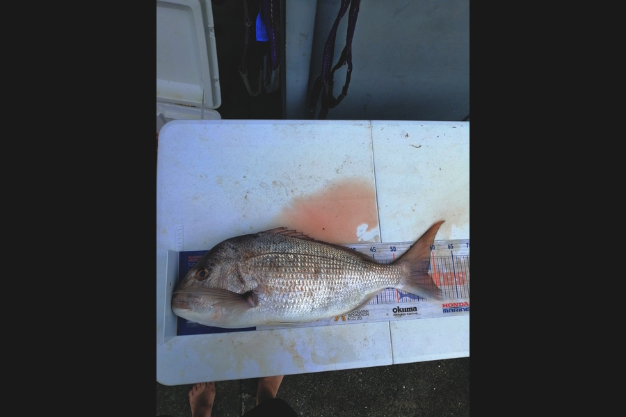 Andre Zowitzkey caught this 58.0cm Snapper at 90mile  during The Hirepool Baitmates Fishing Comp