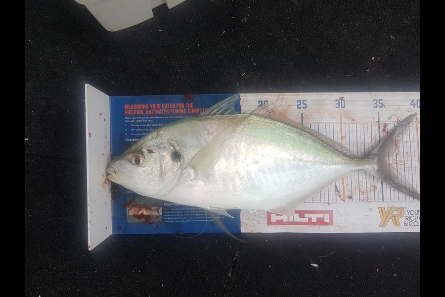 Ben Chissell caught this 35.5cm Trevally at Waiheke during The Hirepool Baitmates Fishing Comp