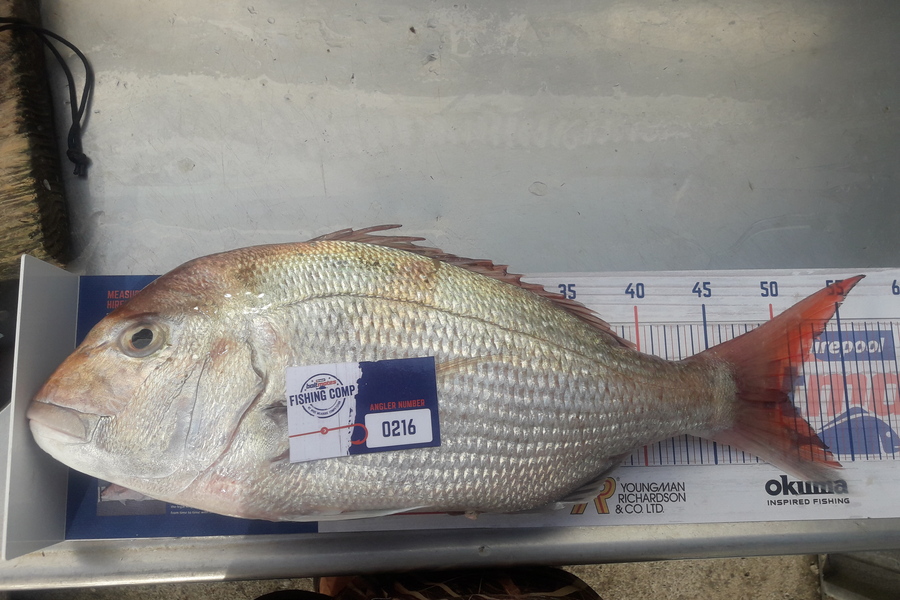 Andrew Skinner caught this 50.5cm Snapper at Raglan during The Hirepool Baitmates Fishing Comp