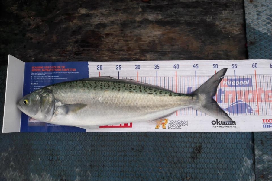 Liz Stirling caught this 49cm Kahawai at Houhora during The Hirepool Baitmates Fishing Comp