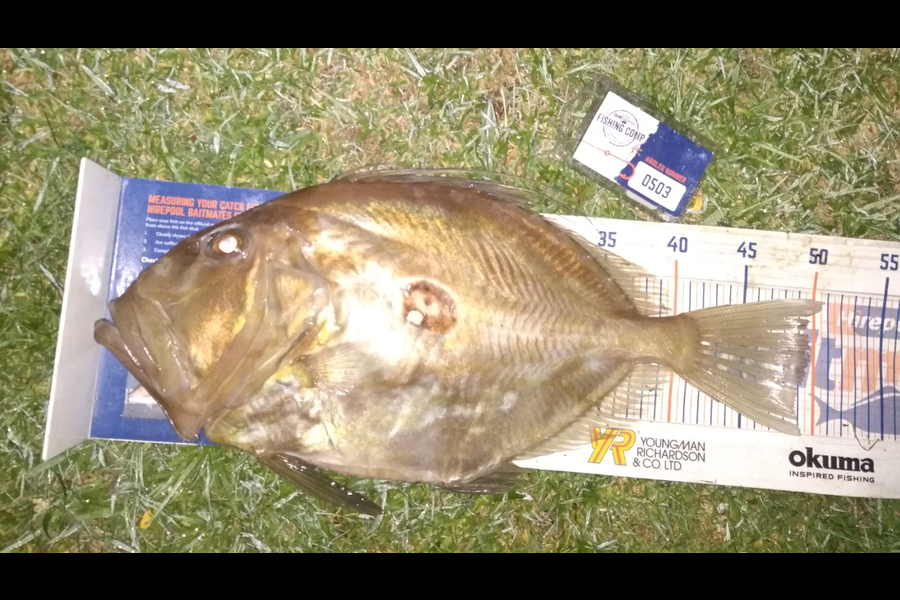 Ben Cullen caught this 49.5cm John Dory at Browns bay during The Hirepool Baitmates Fishing Comp