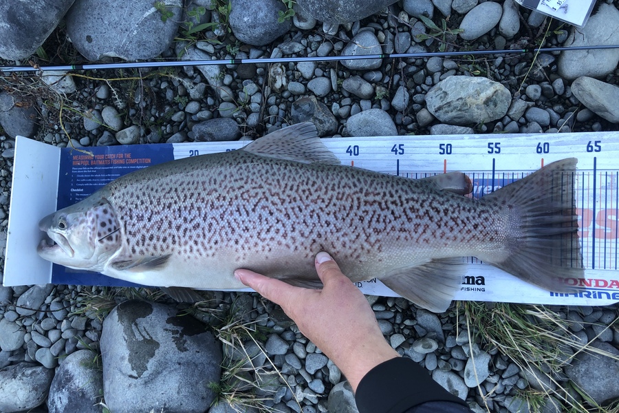 Bryce Helms caught this 63.5cm Trout at Twizel  during The Hirepool Baitmates Fishing Comp