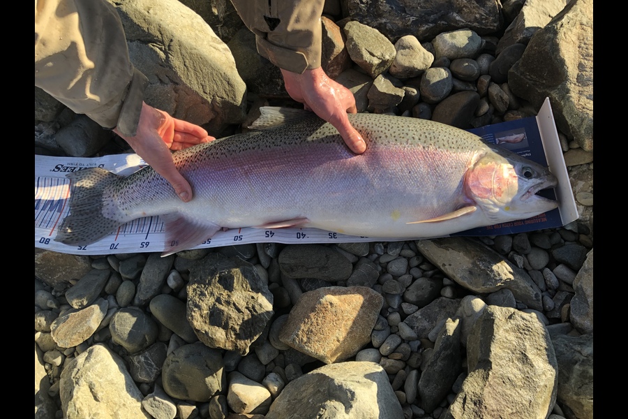 Bryce Helms caught this 77cm Trout at Twizel during The Hirepool Baitmates Fishing Comp