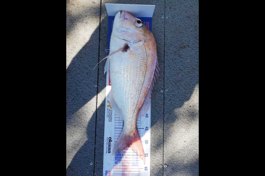WILLEM  SCHEEPERS caught this 51.5cm Snapper at Te Puru during The Hirepool Baitmates Fishing Comp