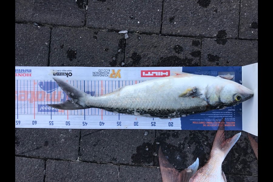 Theo Gruar caught this 48.5cm Kahawai at kaipara harbour during The Hirepool Baitmates Fishing Comp