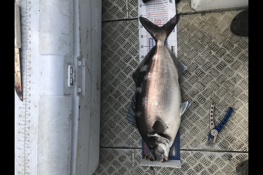 Ryan  Phillips caught this 63.5cm Blue Moki at Cook straight  during The Hirepool Baitmates Fishing Comp