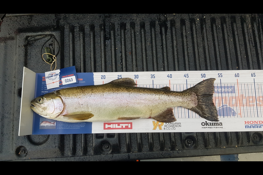 Gabriele Meoni caught this 52.0cm Trout at Taupo during The Hirepool Baitmates Fishing Comp