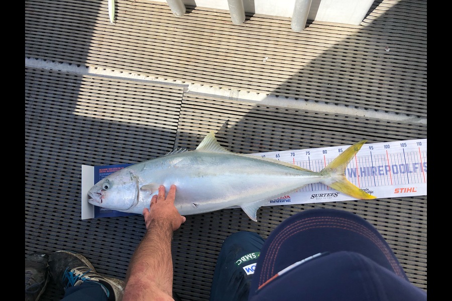 Dion MacDonald caught this 85.5cm Kingfish at Marlborough  during The Hirepool Baitmates Fishing Comp