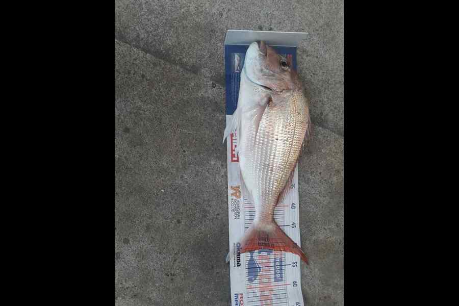 Mathew  Hayman caught this 50.0cm Snapper at Waitara  during The Hirepool Baitmates Fishing Comp