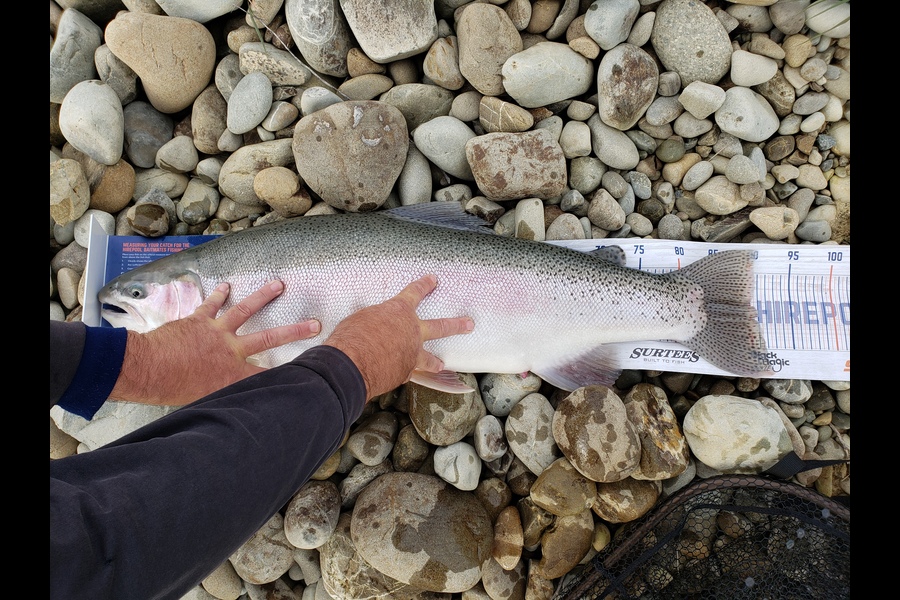 david green caught this 91.0cm Trout at Twizel during The Hirepool Baitmates Fishing Comp