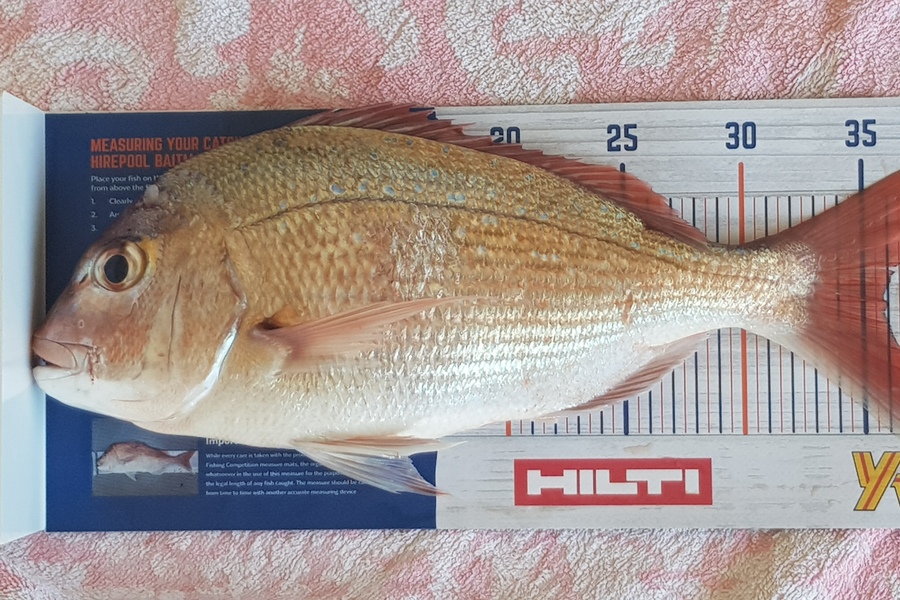 Warren Thompson caught this 35.5cm Snapper at Tauranga  during The Hirepool Baitmates Fishing Comp