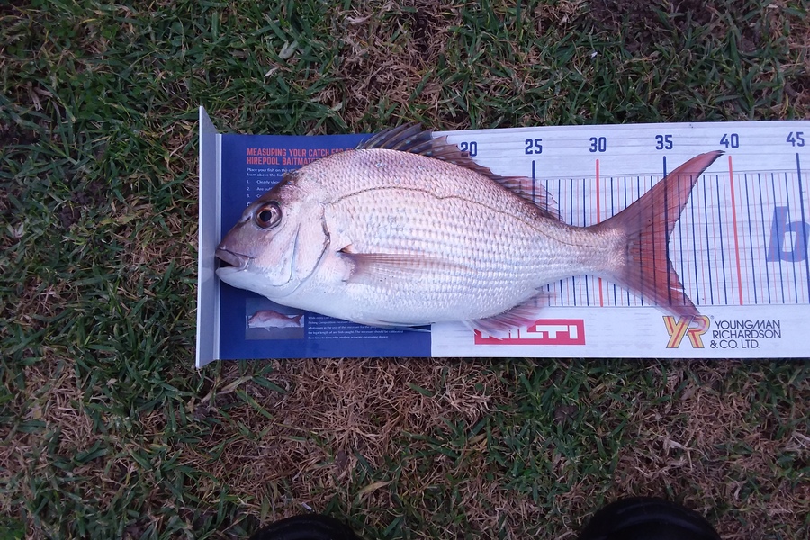 Darren  Lindsay  caught this 35.0cm Snapper at The Naki during The Hirepool Baitmates Fishing Comp