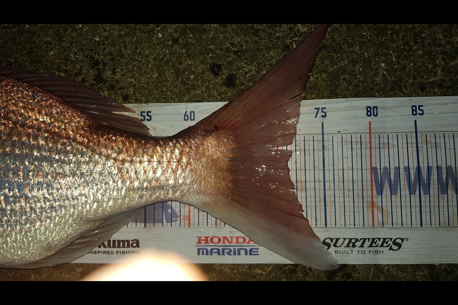 Jamie Kape caught this 70.5cm Snapper at Oakura during The Hirepool Baitmates Fishing Comp