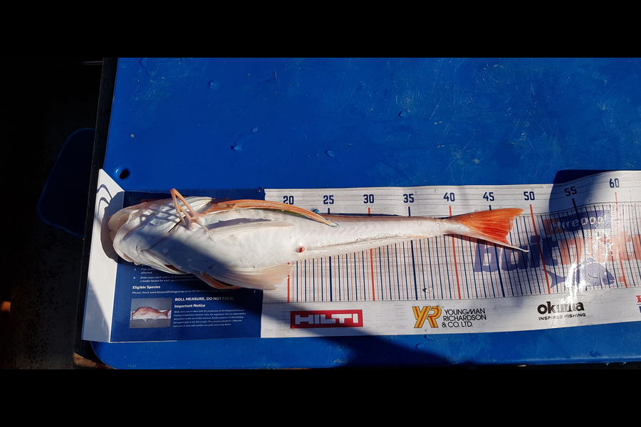 Jon Andrews caught this 46cm Gurnard at Napier during The Hirepool Baitmates Fishing Comp