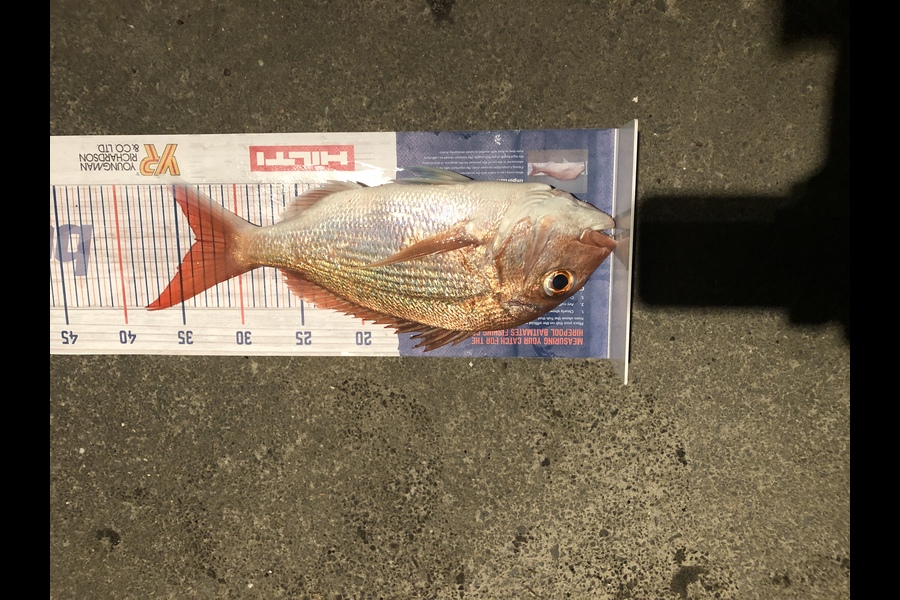 Stephen  Saggers caught this 33.0cm Snapper at Tiritiri Matangi  during The Hirepool Baitmates Fishing Comp