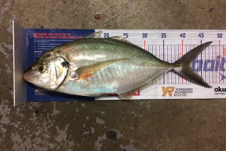 Shane Gollop caught this 41.5cm Trevally at Raglan during The Hirepool Baitmates Fishing Comp