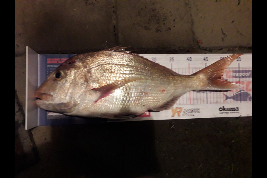 Andrea Hoyle caught this 49.5cm Snapper at Firth of Thames during The Hirepool Baitmates Fishing Comp