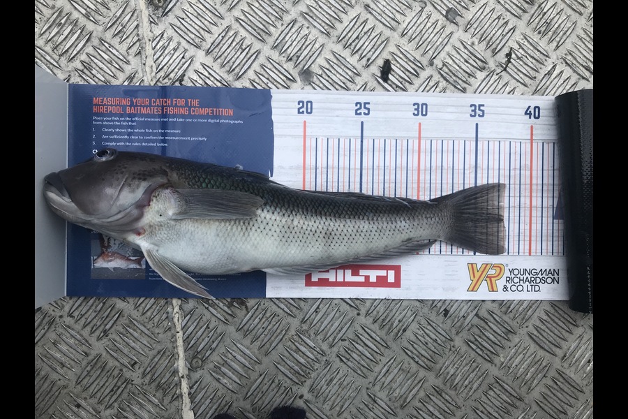 Joseph Peeti caught this 37.5cm Blue Cod at Wanganui during The Hirepool Baitmates Fishing Comp