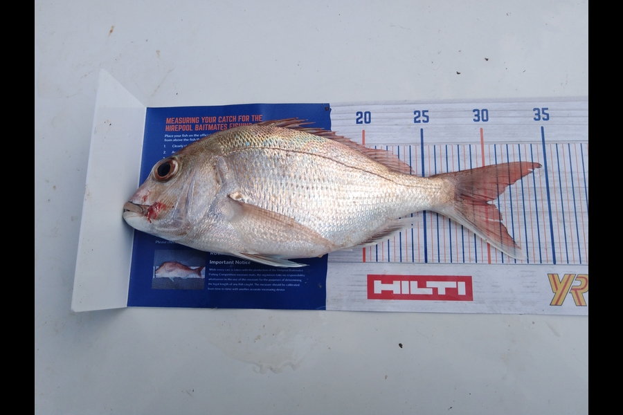 casey seerup caught this 30.0cm Snapper at Thames during The Hirepool Baitmates Fishing Comp