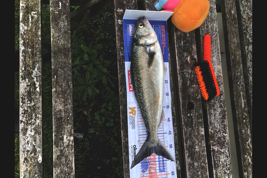 Rowan Jordan caught this 51.5cm Kahawai at Ohawe during The Hirepool Baitmates Fishing Comp